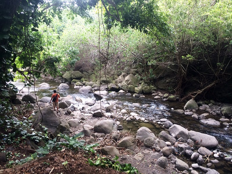 The newly restored flows to Wailuku River in October 2014. (Kapua Sproat / Earthjustice)