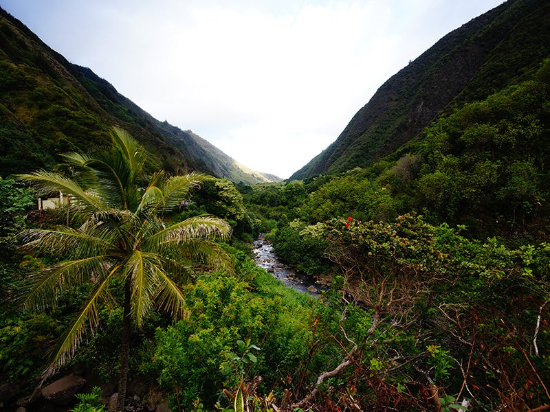 A river in &#039;Iao Valley.