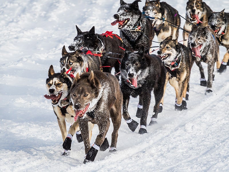 Iditarod Trail Sled Dog Race, Fairbanks Alaska