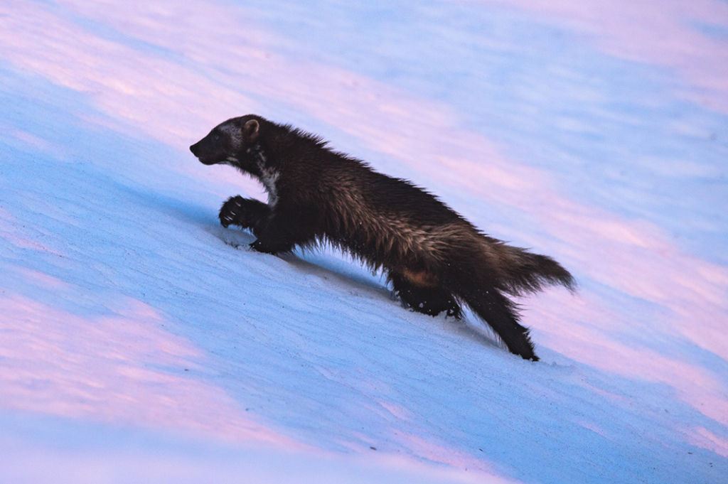 Fewer than 300 wolverines remain in the lower 48 states. The US Fish & Wildlife Service must decide if the species will receive Endangered Species Act protections by Aug. 31.
(Steven Gnam)