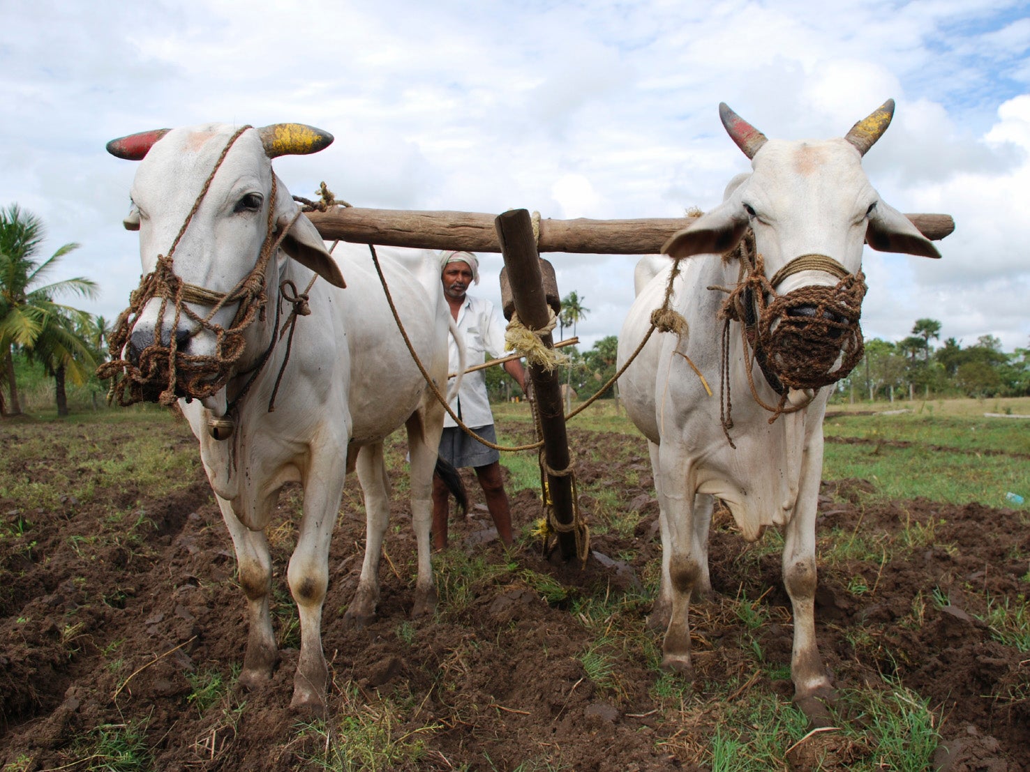 A man in India working with cattle to till a field.