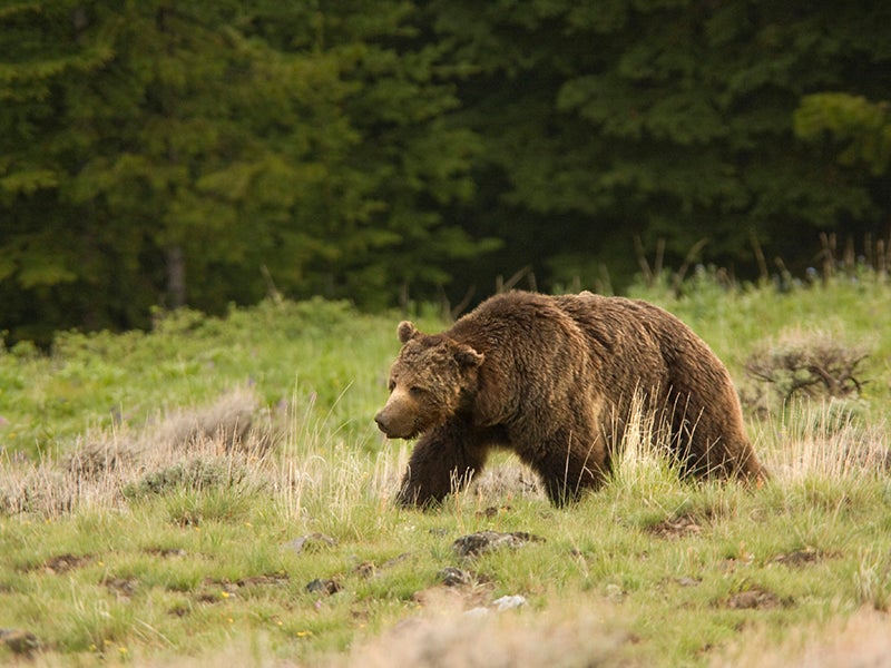Grizzly in Yellowstone