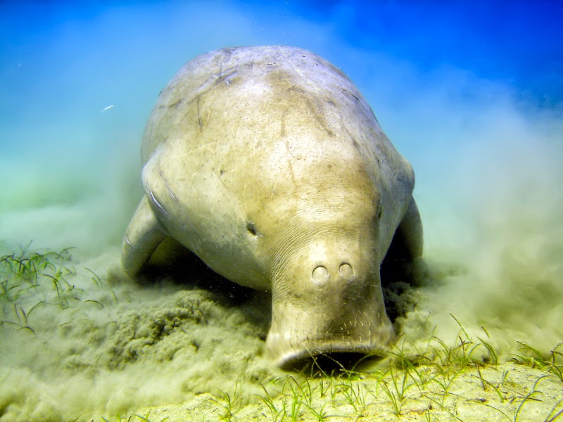 The dugong is a marine mammal similar to the Florida manatee.
(Andrea Izzotti/iStock)