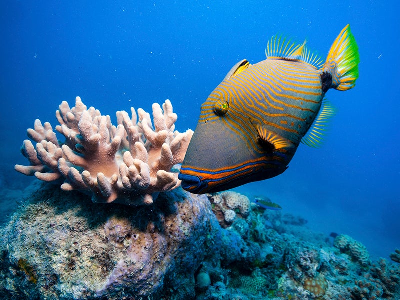 The future of priceless World Heritage sites like the Great Barrier Reef depends on the immediate reduction of climate-change-inducing greenhouse-gas emissions, but many of the governments responsible for protecting these sites are failing to take strong