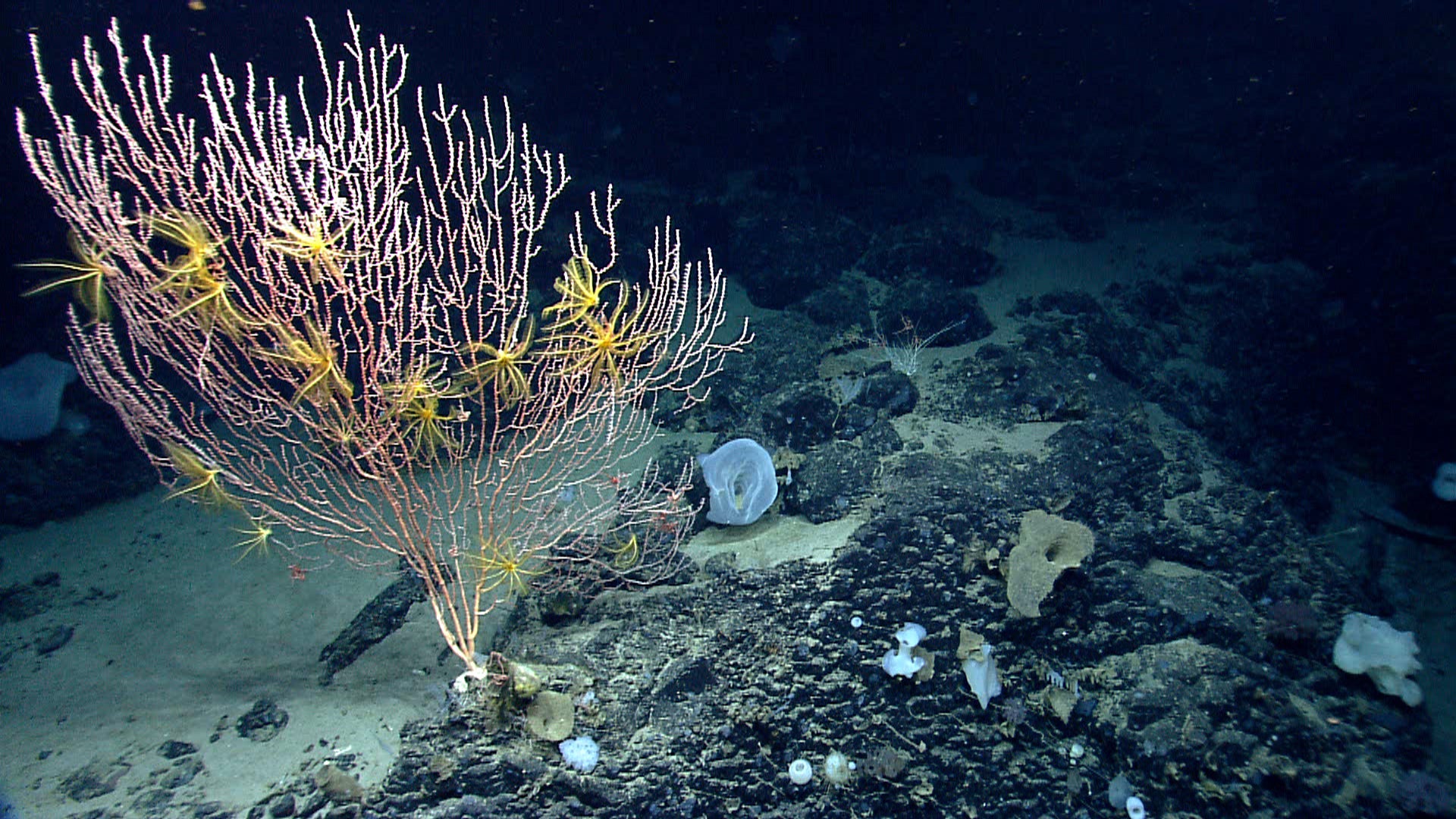 On Mytilus Seamount, a bamboo coral is attached to the black basalt rock formed by a now-extinct undersea volcano.