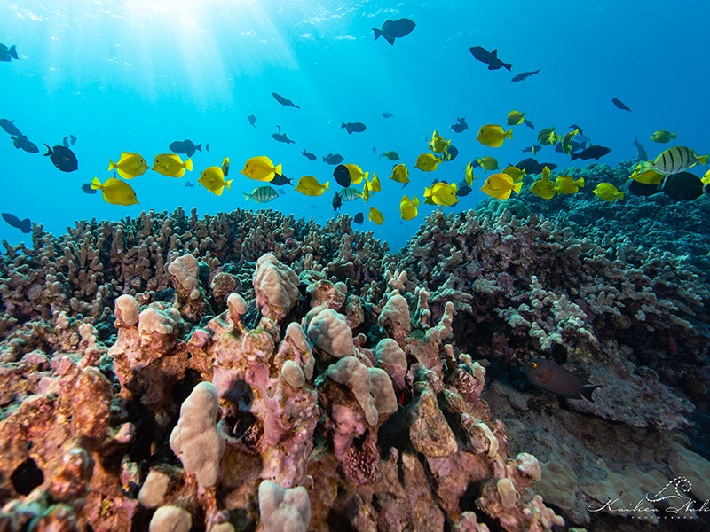 Yellow tangs, known as Lau’ipala by Native Hawaiians, are the most exploited Hawaiian aquarium fish. The industry historically has extracted roughly 300,000 individuals per year.