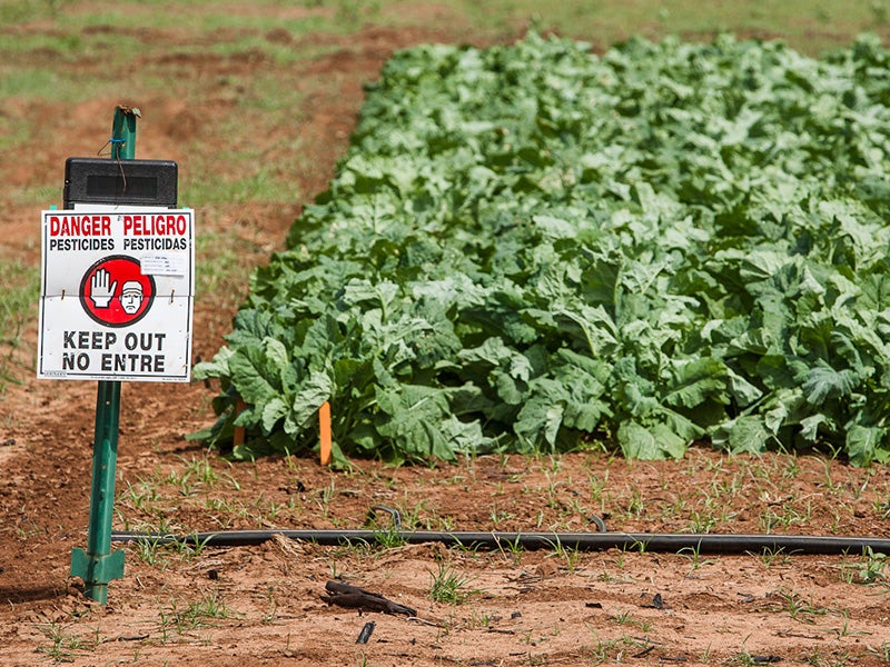 A sign warning of pesticide application near a cropfield on Kauaʻi. Hawaiʻi has more experimental field trials of genetically engineered crops than any other state in the nation.
(Mike Coots for Earthjustice)