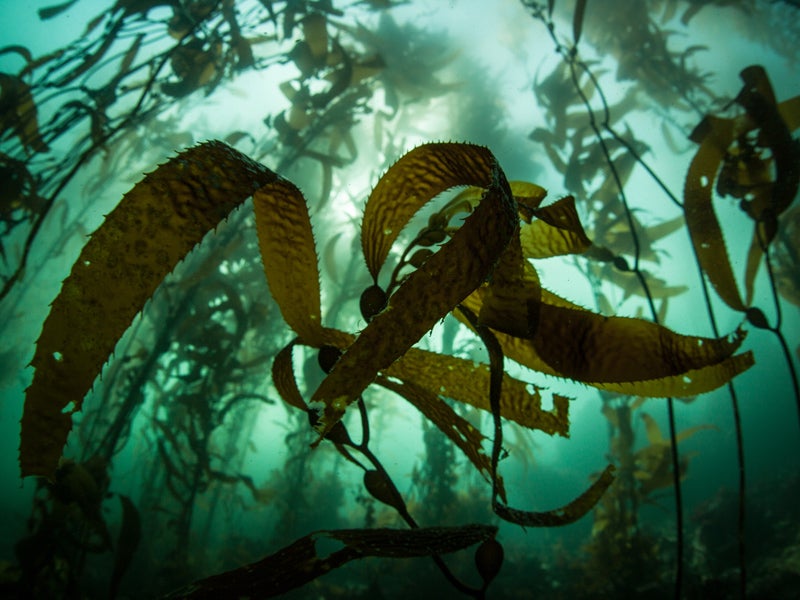 A kelp forest, dominated by giant kelp growing off the coast of California.