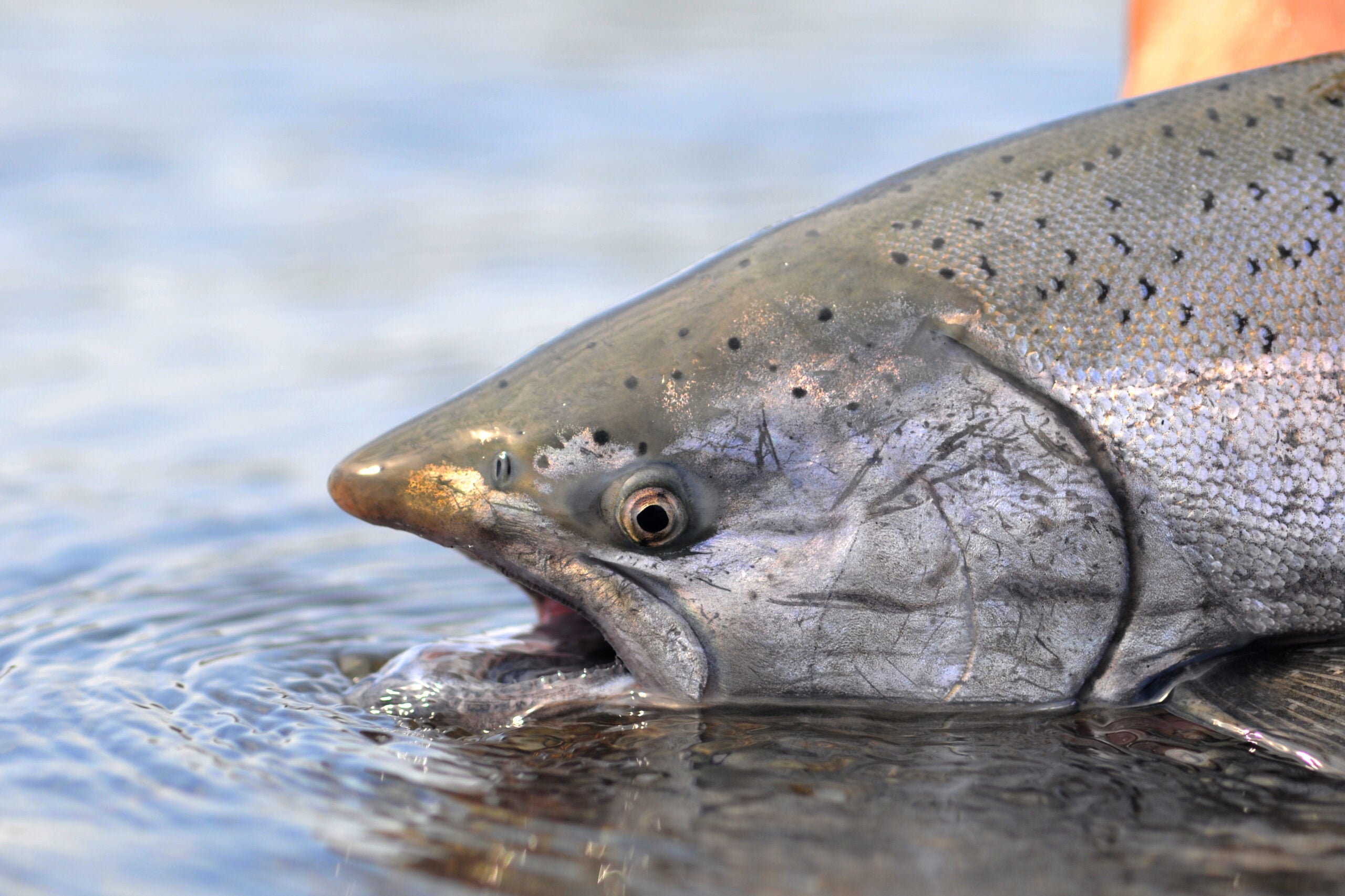 King salmon waiting release