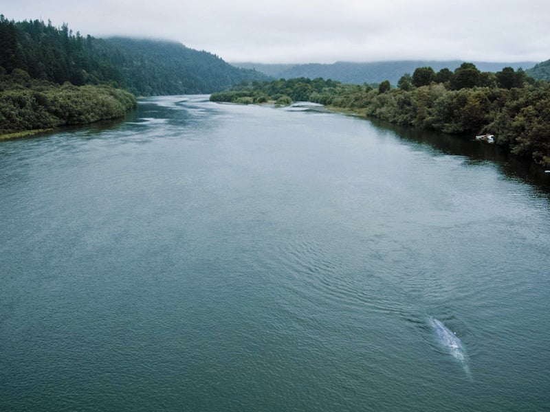 Poor water management on the Klamath River has caused a swift decline in salmon stocks, threatening the Yurok people’s livelihood.
(Joe Fiorello / CC by 2.0)