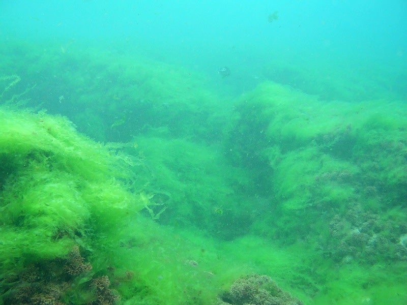 The green algae ​Ulva fasciata​ blooming in the nearshore waters of Kahekili Beach in Lahaina, Maui, in 2004.