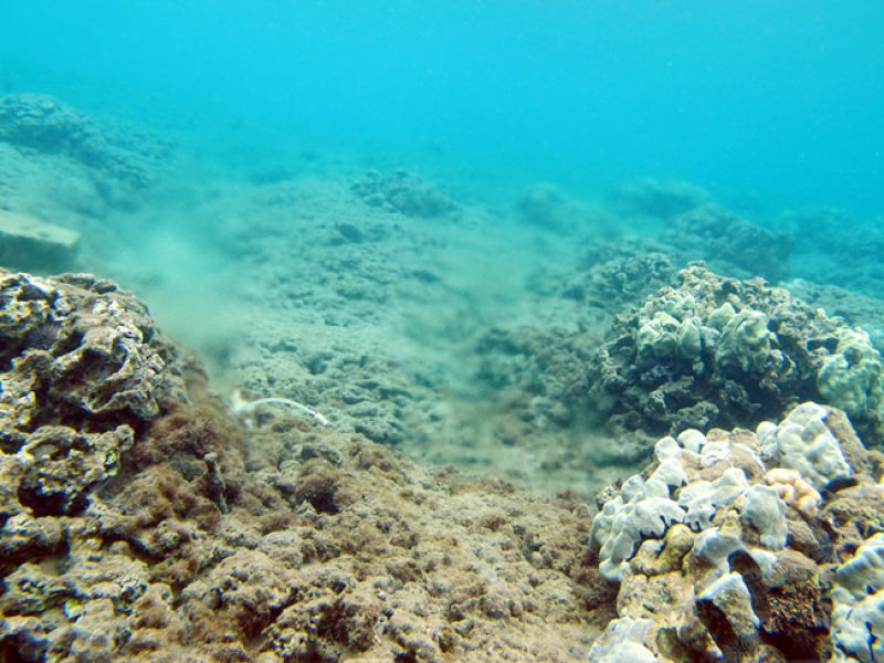 Degraded coral reefs at Kahekili Beach Park in west Maui, Hawai‘i. (Peter Swarzenski / USGS)