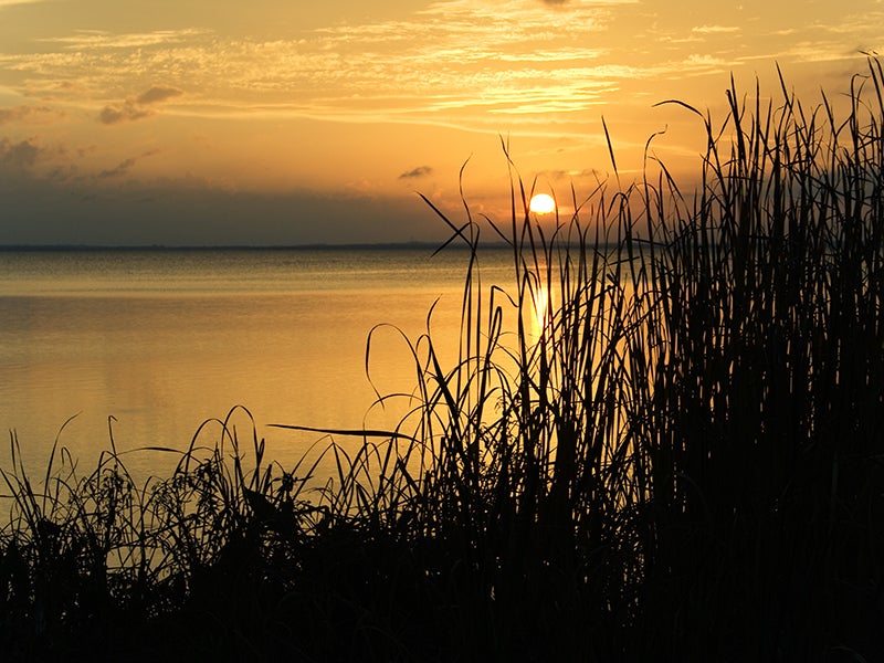 On Saturday, September 3, 2016, Geraldean Matthew passed away, but she will be remembered as a strong warrior in the struggle for social and environmental justice. Matthew worked and lived near Lake Apopka, pictured above.