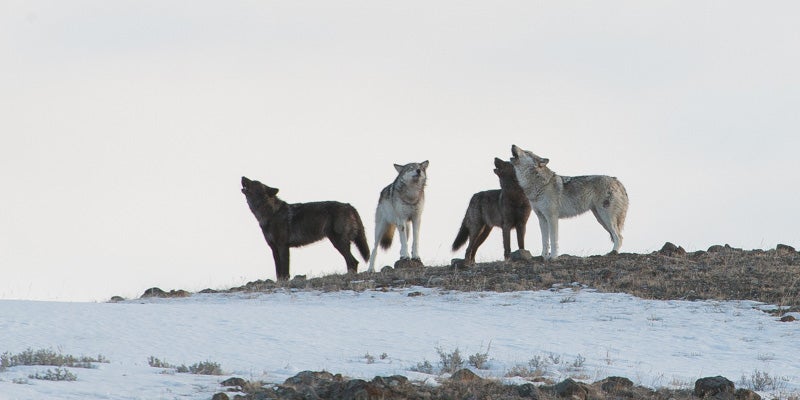 Lamar Canyon wolves in Yellowstone. In November 2018 a trophy hunter killed the Lamar Canyon pack's alpha female, a wolf nicknamed "Spitfire."
(Image Courtesy of Tom Murphy)