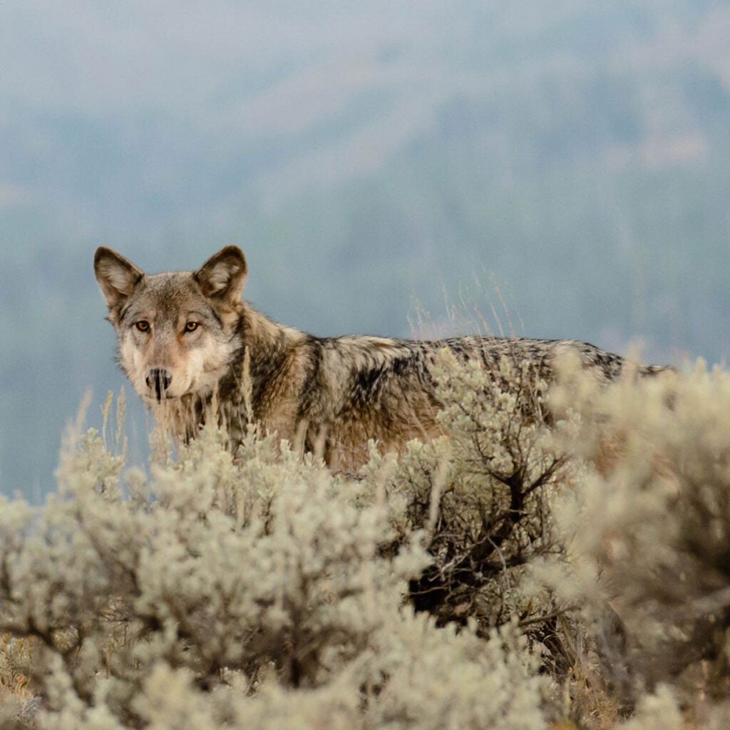 A wolf with black and brown fur and golden eyes looks toward the camera, partially hidden by low-lying brush in Lamar Valley, Yellowstone National Park.