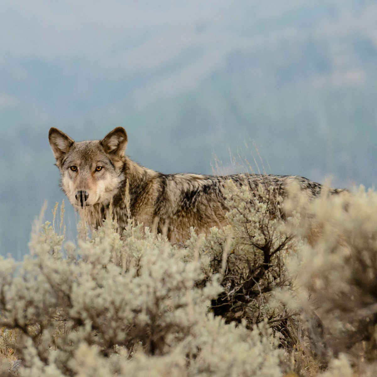 How We Protected All of Yellowstone By Protecting Wolves