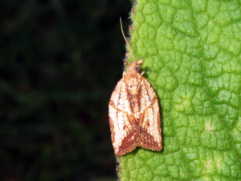 A light brown apple moth. The apple moth program targets an insect that to date has done no documented damage to crops or wild plants in California.