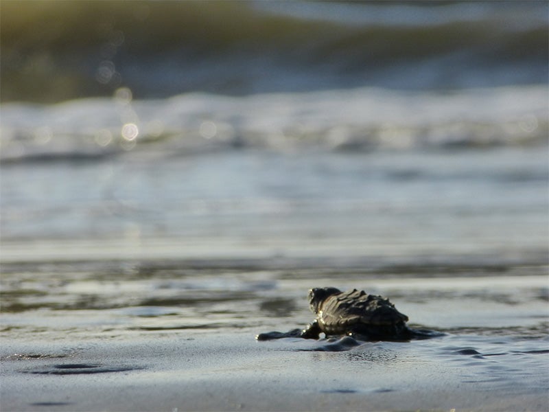 A baby loggerhead heads for the waves on Georgia&#039;s Blackbeard Island.