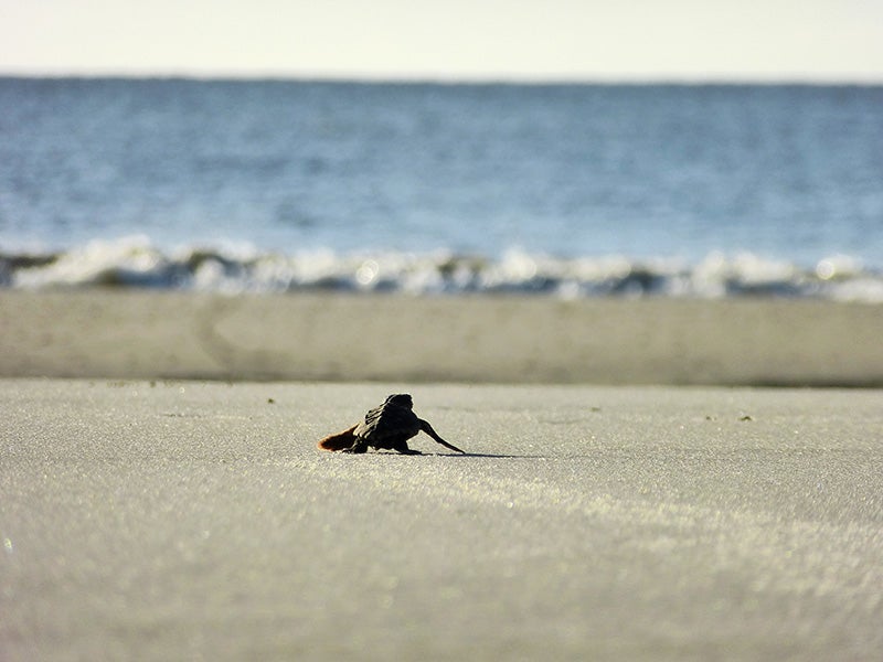 A loggerhead hatchling crawls toward the ocean on Georgia&#039;s Blackbeard Island.