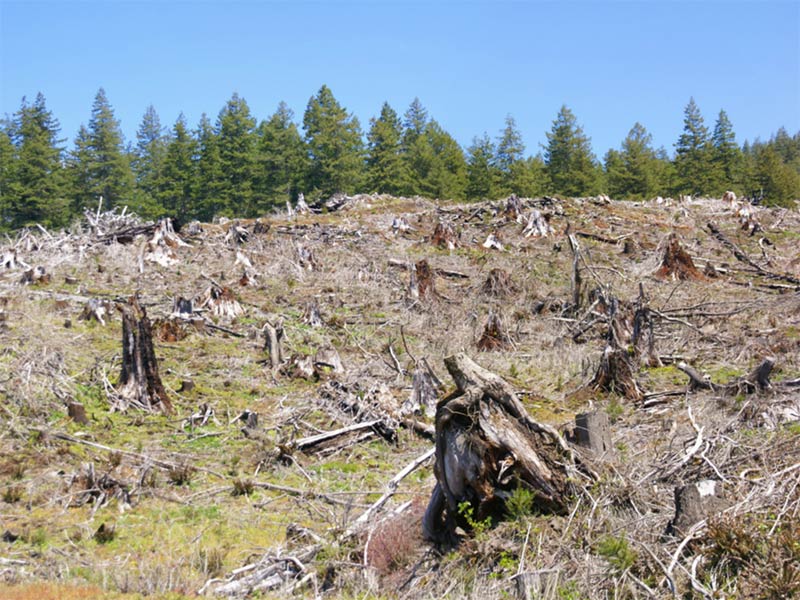 Clearcut logging slope, in Cascades east of Newport, Oregon Coast.