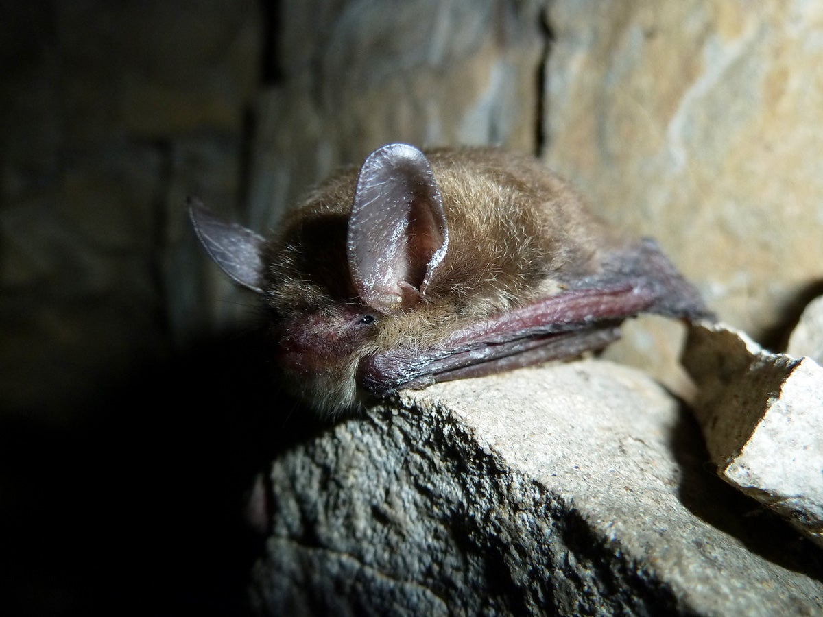 The Northern long-eared bat is listed as endangered in Indiana.
(U.S. Fish &amp; Wildlife Service)