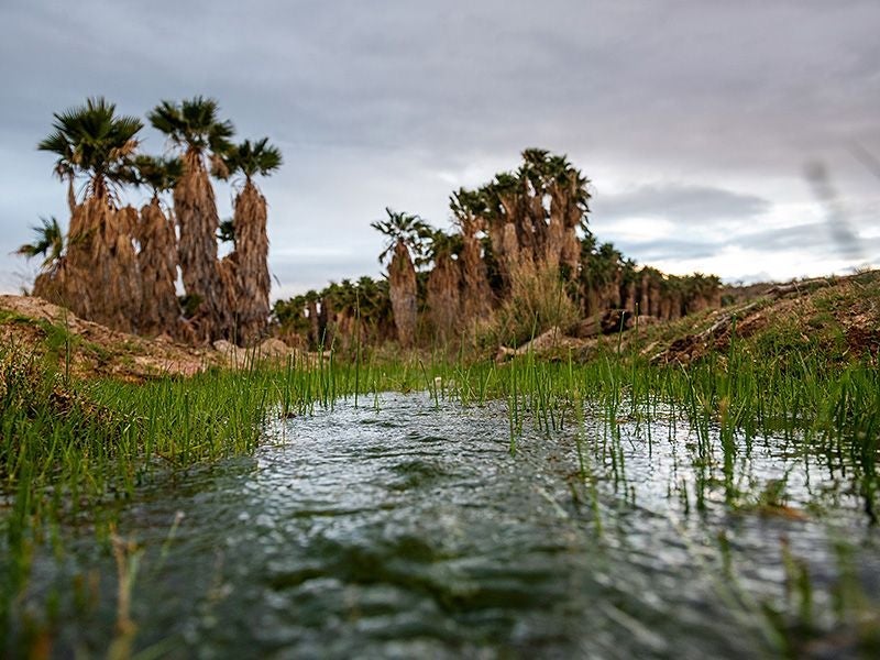 The spring at Ha’ Kamwe’ in Wikieup, Ariz.