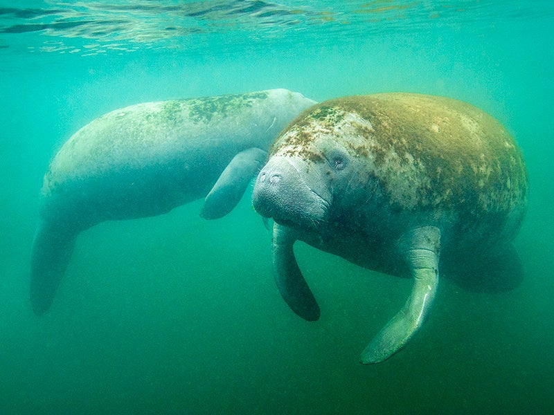 Manatees swim in Florida's Crystal River.