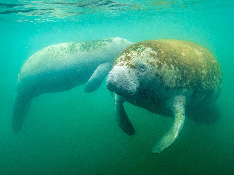 Two manatees, with algae covering their back, swimming in murky, green, algae-filled water in Florida