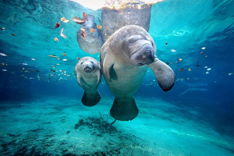 A manatee calf with its mother at Three Sisters Springs in Florida.