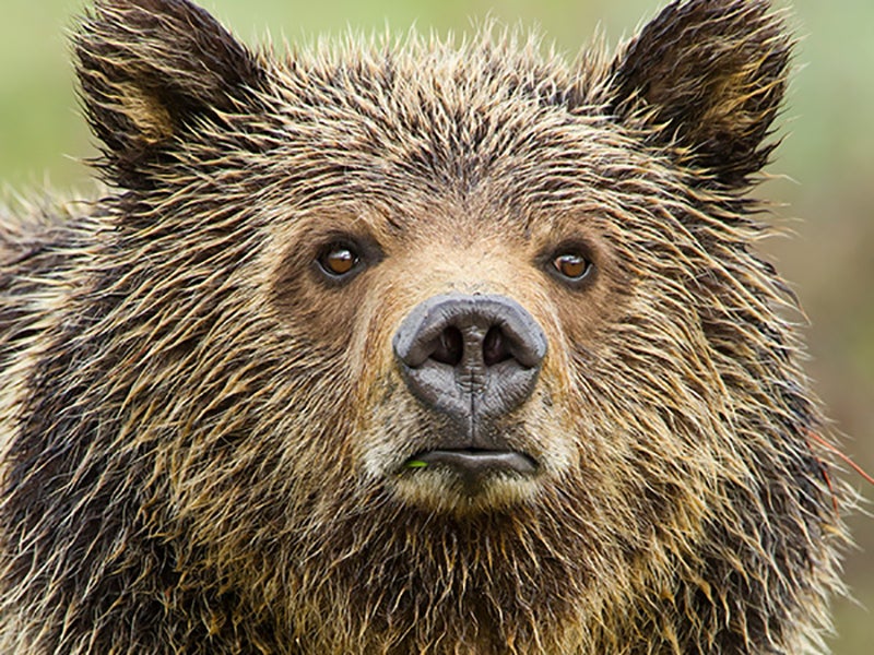 A small blade of grass in the corner of her mouth, this young grizzly takes a break from grazing to survey the meadow along Pilgrim Creek.