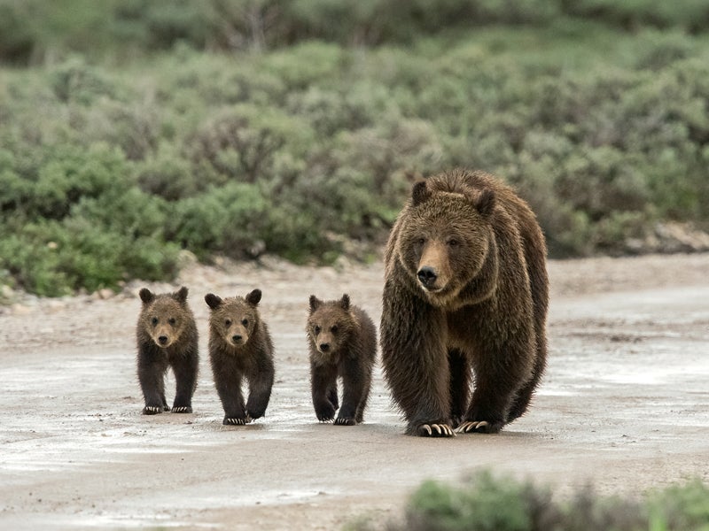 Grizzly 399 and three of her cubs walk down Pilgrim Creek Road in Grand Teton National Park.