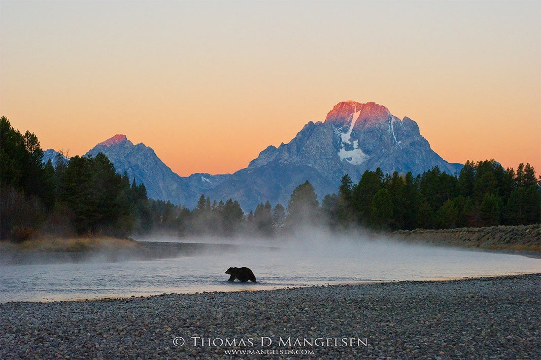 First light strikes the summit of Mount Moran, as a female grizzly wades a shallow bend in the Snake River in Grand Teton National Park, Wyoming.