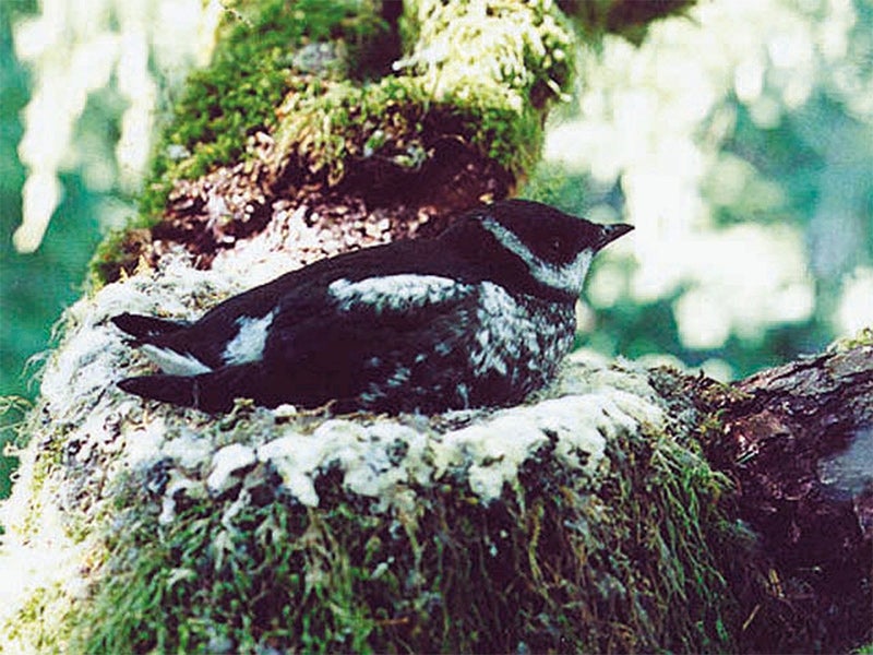 The marbled murrelet is a shy, robin-sized seabird that feeds at sea and nests only in old-growth forests along the Pacific Coast. (National Park Service)