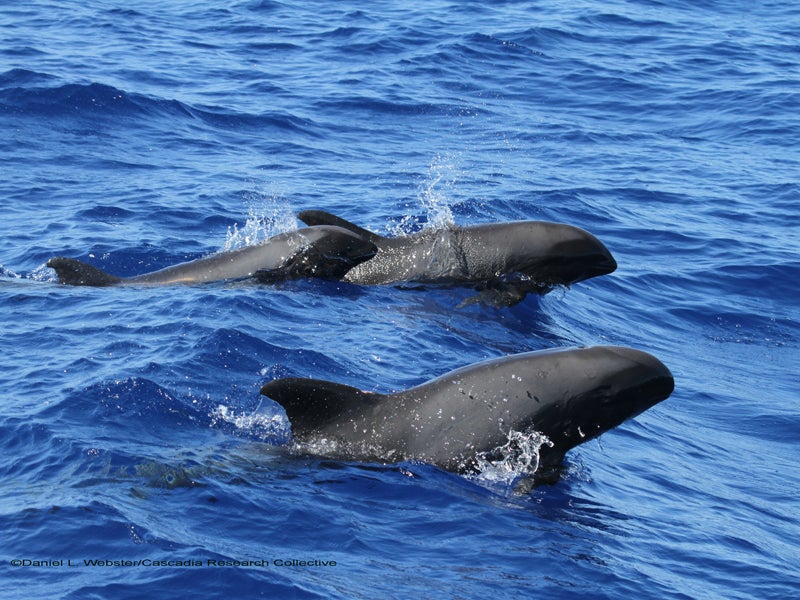 Melon headed whales like these on the west side of Hawai'i island will now be protected from dangerous mid-frequency sonar training and testing.
(Daniel Webster/Cascadia Research Collective)