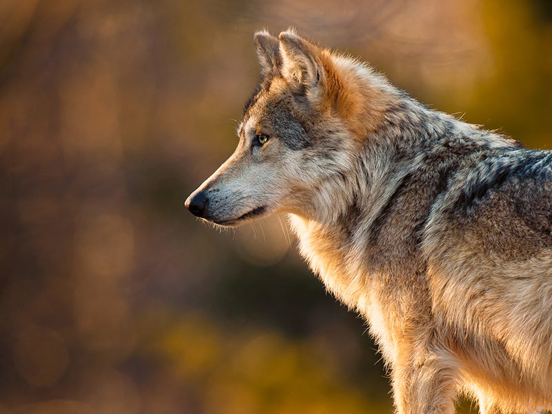 Four decades after listing, the U.S. Fish and Wildlife Service finally have to complete a plan to recover the Mexican gray wolf. Unfortunately it's deeply flawed.
(Nagel Photography/Shutterstock)
