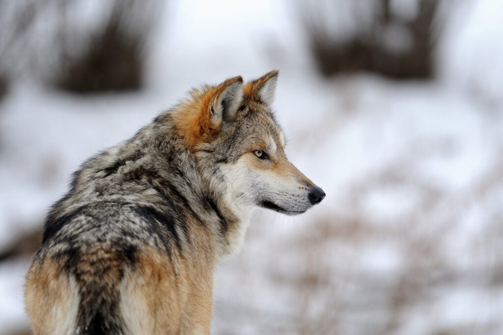 A Mexican gray wolf.