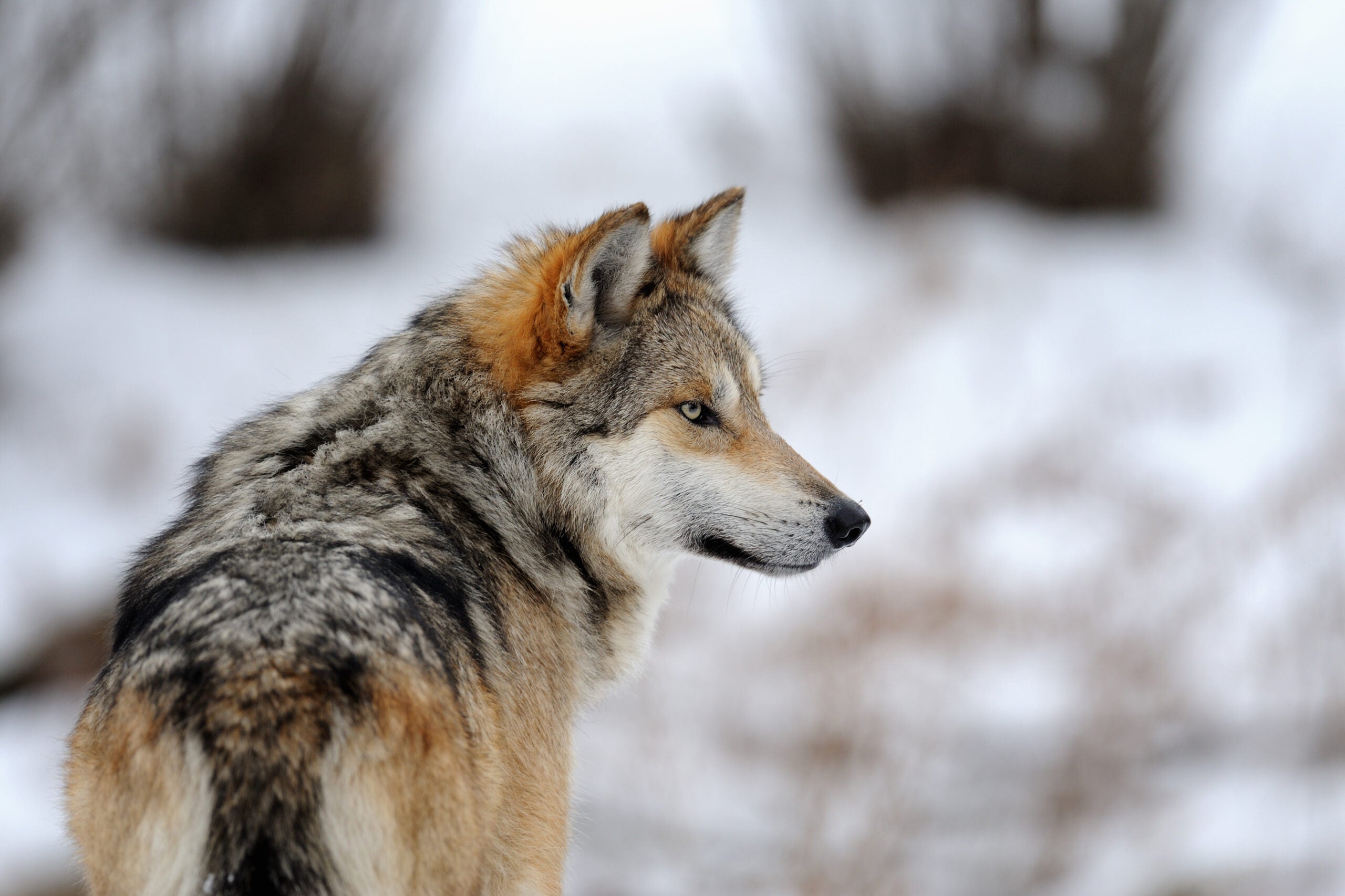 A Mexican gray wolf.
