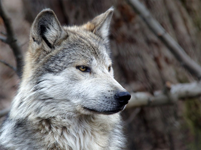 Today, there is a single wild population comprising just over 100 individuals, all descendants of just seven wild founders of a captive breeding program. These wolves are threatened by illegal killings, legal removals due to conflicts with livestock, and a lack of genetic diversity.
(Photo courtesy of Don Burkett)