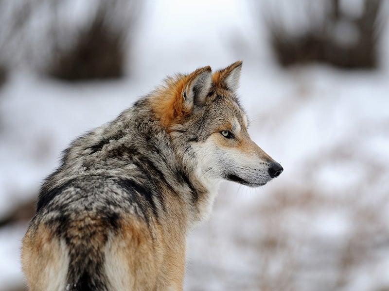 A Mexican gray wolf.