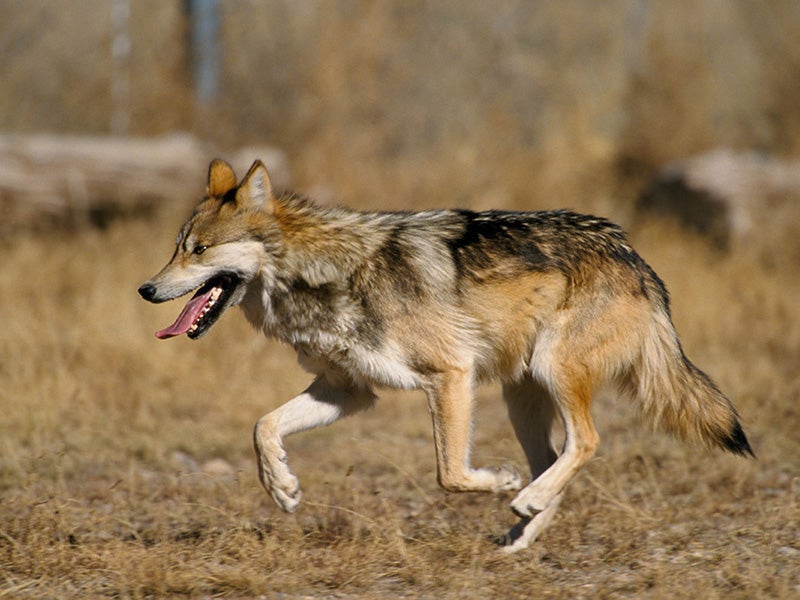 Mexican gray wolf.