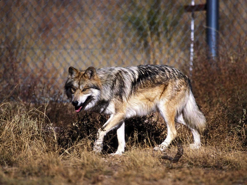 Mexican wolf on the Sevilleta National Wildlife Refuge, New Mexico.