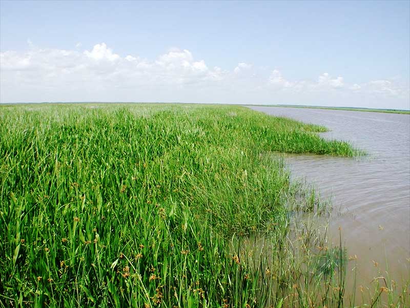 Marshland in the Mississippi River Delta.