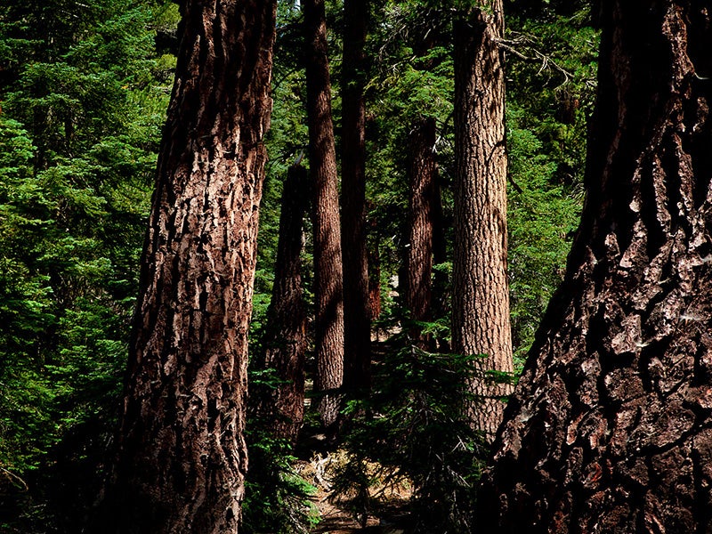 California red firs at Mineral King's Timber Gap in the Sierra Nevadas.