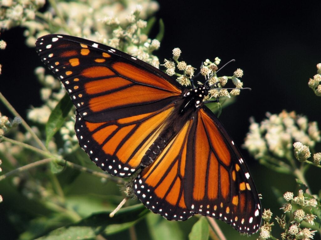 A brightly colored orange and black monarch butterfly alights on a plant with small white flowers.