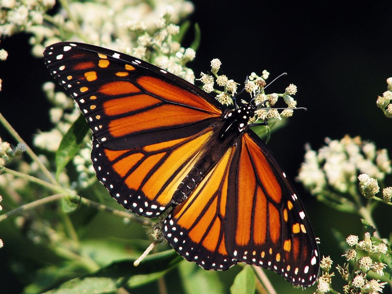 Monarch butterfly numbers have rebounded miraculously this year, leaving scientists and butterfly admirers alike wondering if it’s just a fluke or if the monarchs are adapting to their historic route’s changing landscape.
(Lisa Brown/CC BY-NC 2.0)