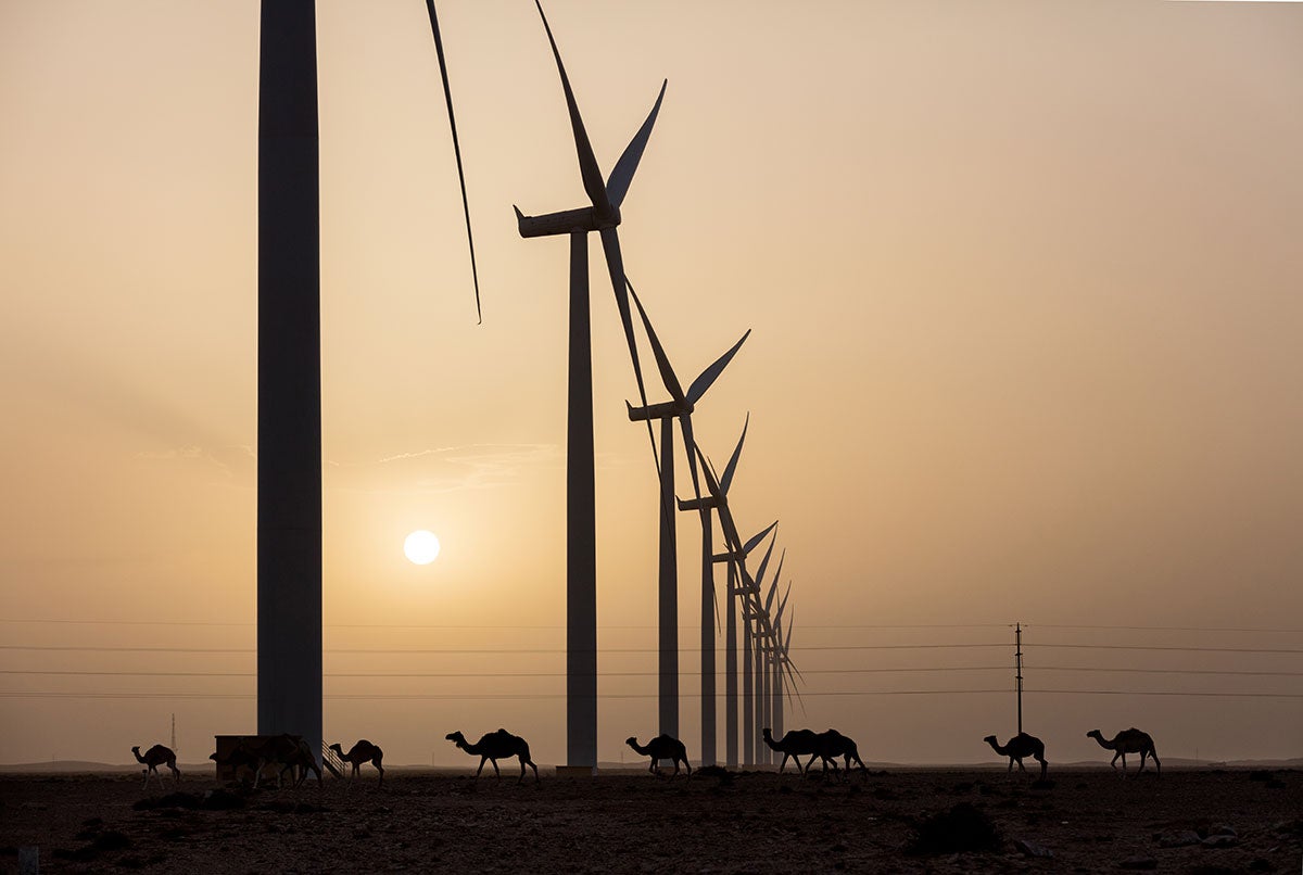 Una instalación de energía eólica terrestre cerca de Tarfaya, Marruecos. Earthjustice está ampliando la colaboración en África para acelerar una transición a energías renovables.