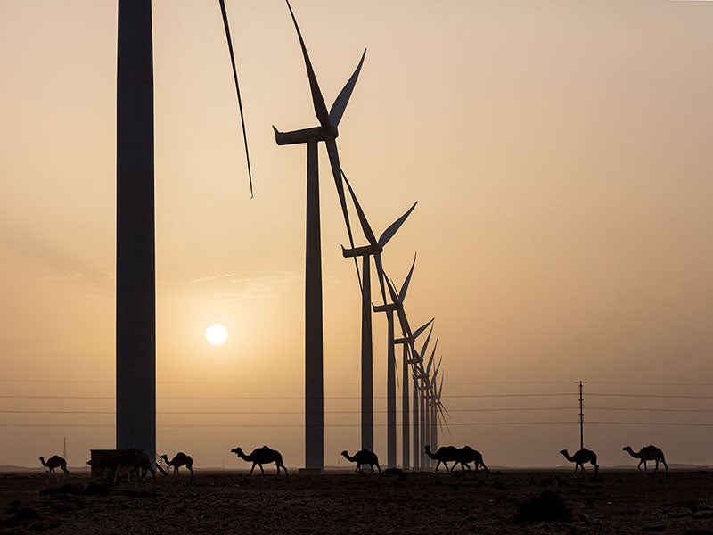 An onshore wind power facility near Tarfaya, Morocco. Earthjustice is expanding collaboration across Africa to accelerate the transition to renewable energy.