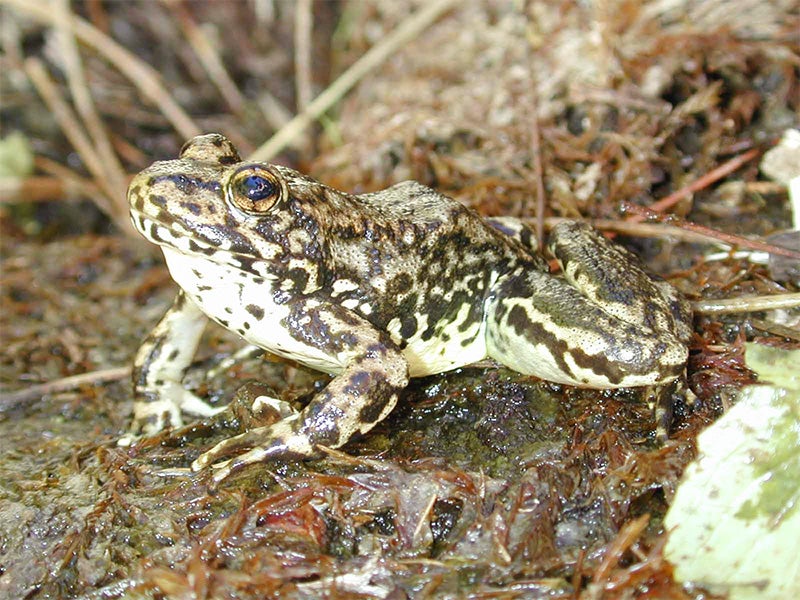 The mountain yellow-legged frog has disappeared from 70 to 90 percent of its former habitat.
(Adam Backlin / U.S. Geological Survey)