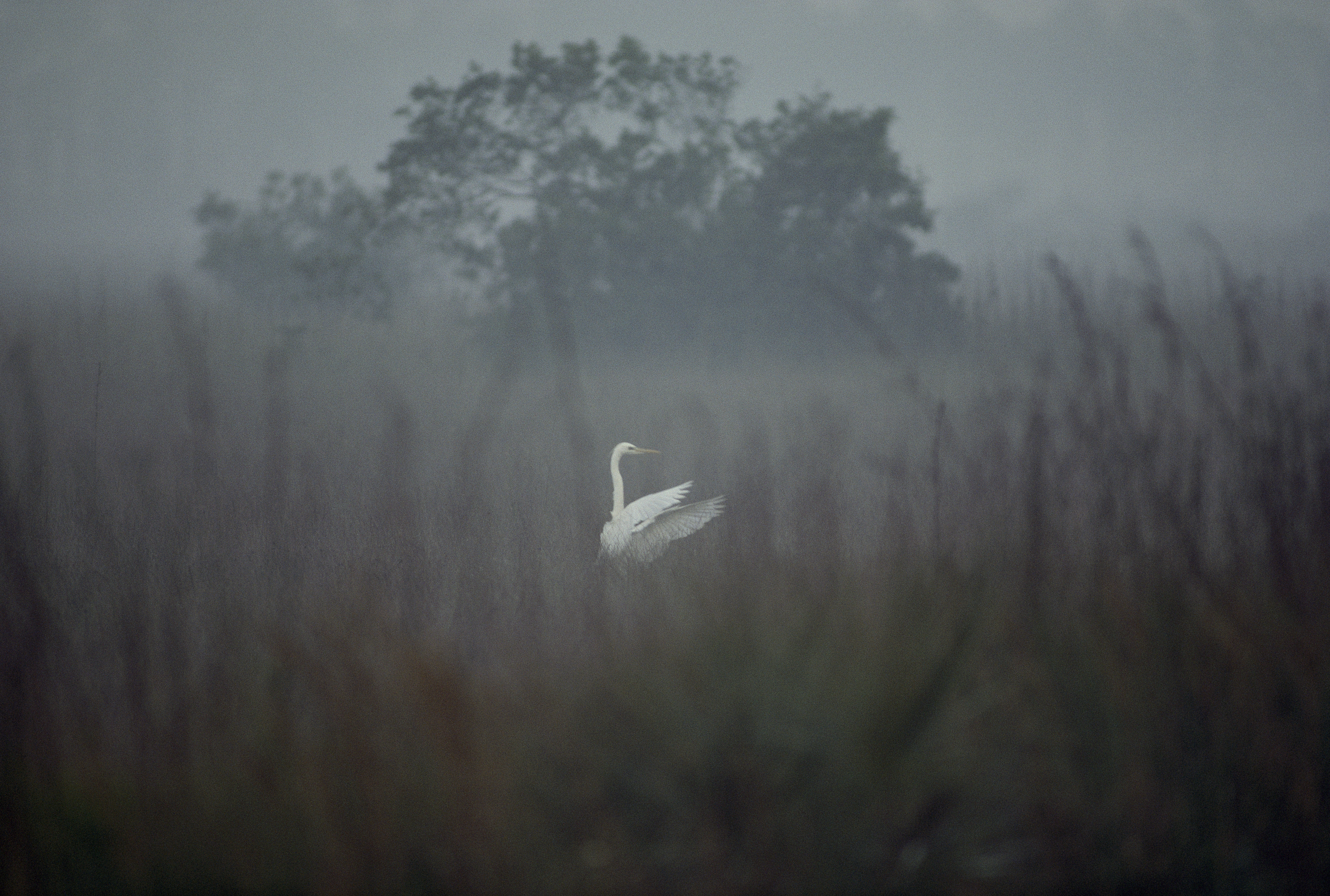 Egrets are one of 400 bird species that call the Everglades home.