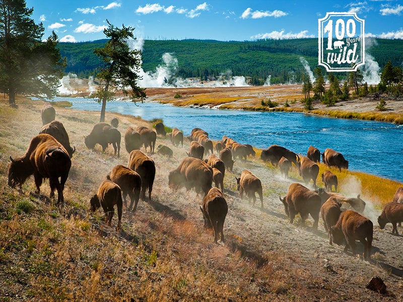 Protecting national parks for human visitors also means keeping them safe for the many awe-inspiring creatures that live there like the bison of Yellowstone National Park.